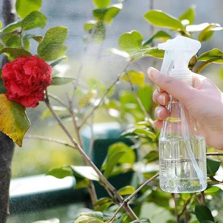 Manual clear spray bottle misting red flower on plant
